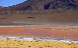 BOLIVIA 2 - Laguna Colorada - 18